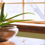 Jak podlewać aloes?