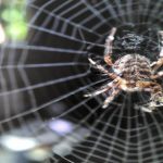 Skąd się biorą pająki w domu? Wyjaśniamy