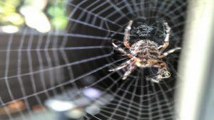 Skąd się biorą pająki w domu? Wyjaśniamy